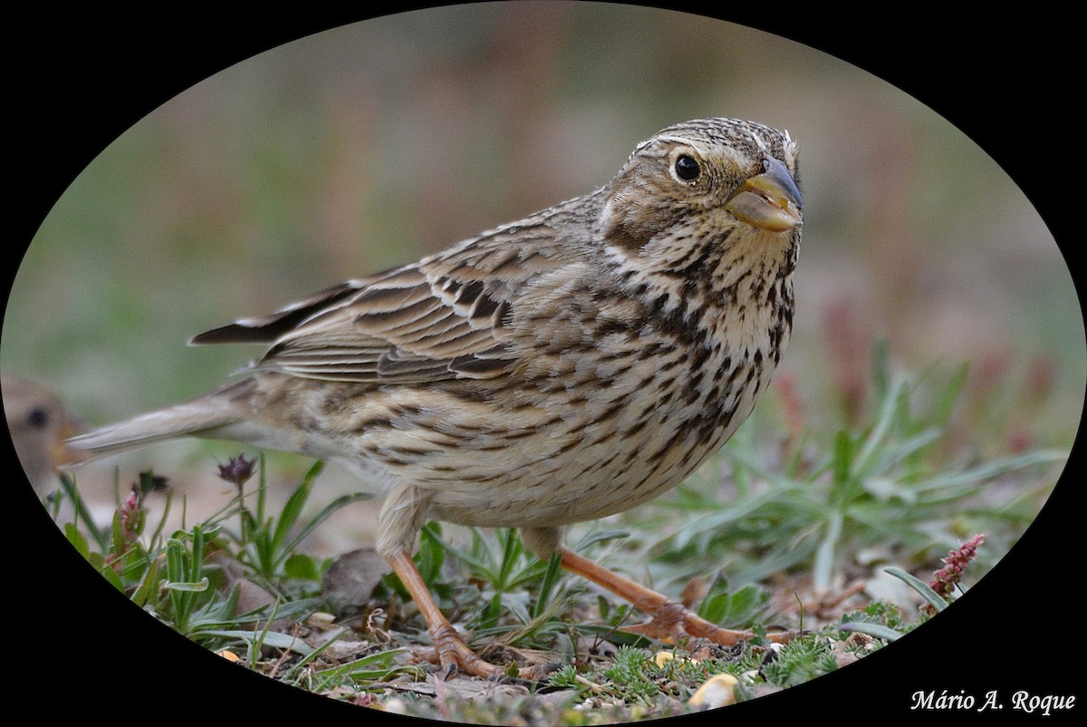 Corn Bunting - ML625648826