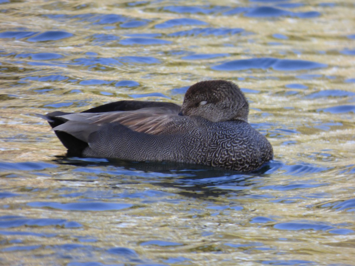 Canard chipeau - ML625648843