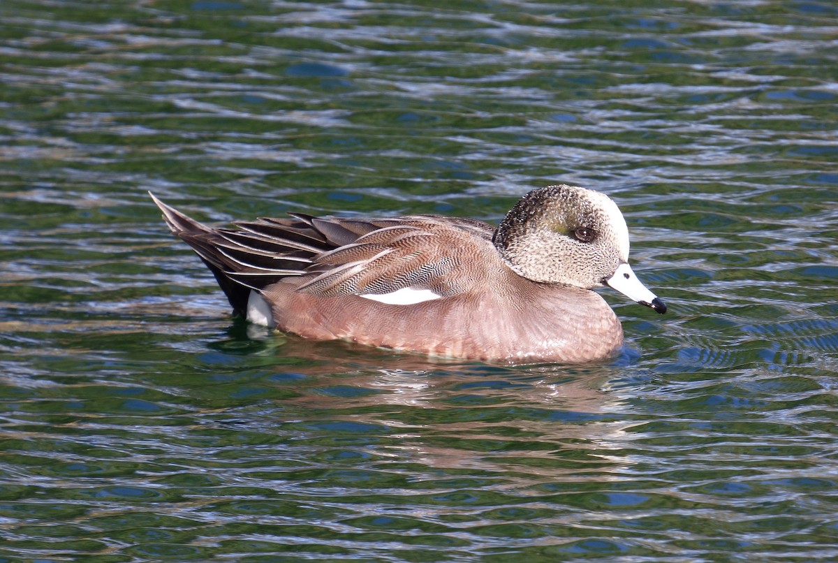 American Wigeon - ML625648872