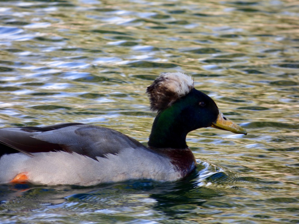 Canard colvert (forme domestique) - ML625648899