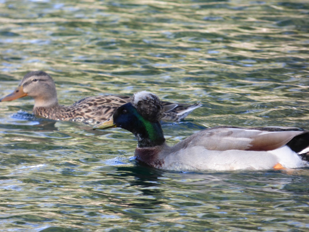 Mallard (Domestic type) - ML625648902