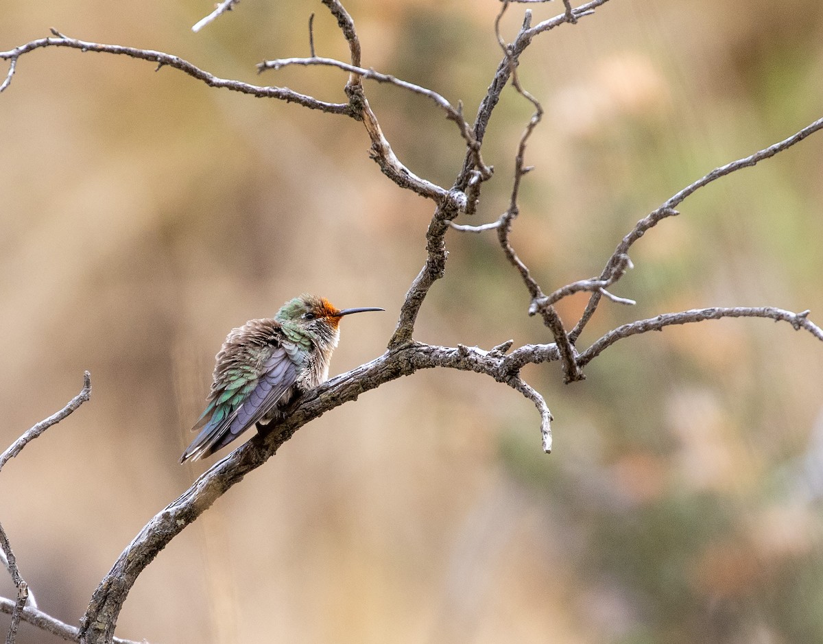 Green-headed Hillstar - ML625648925