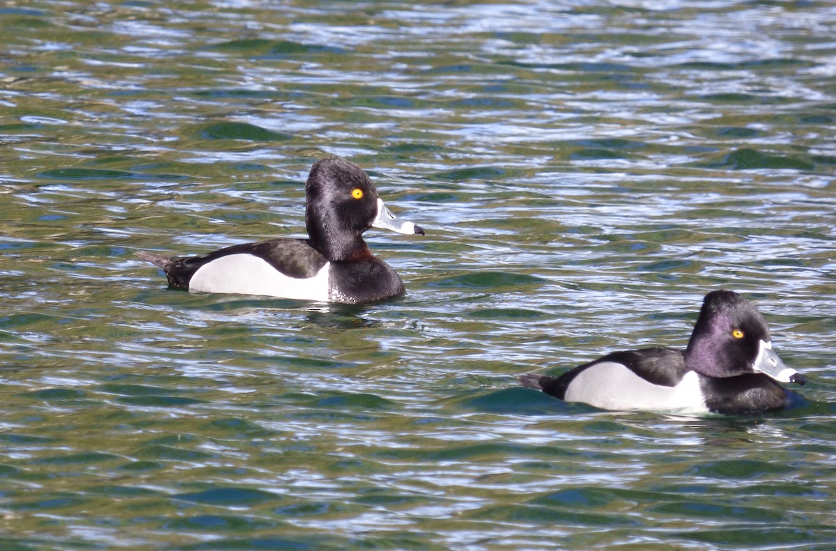 Ring-necked Duck - ML625648971