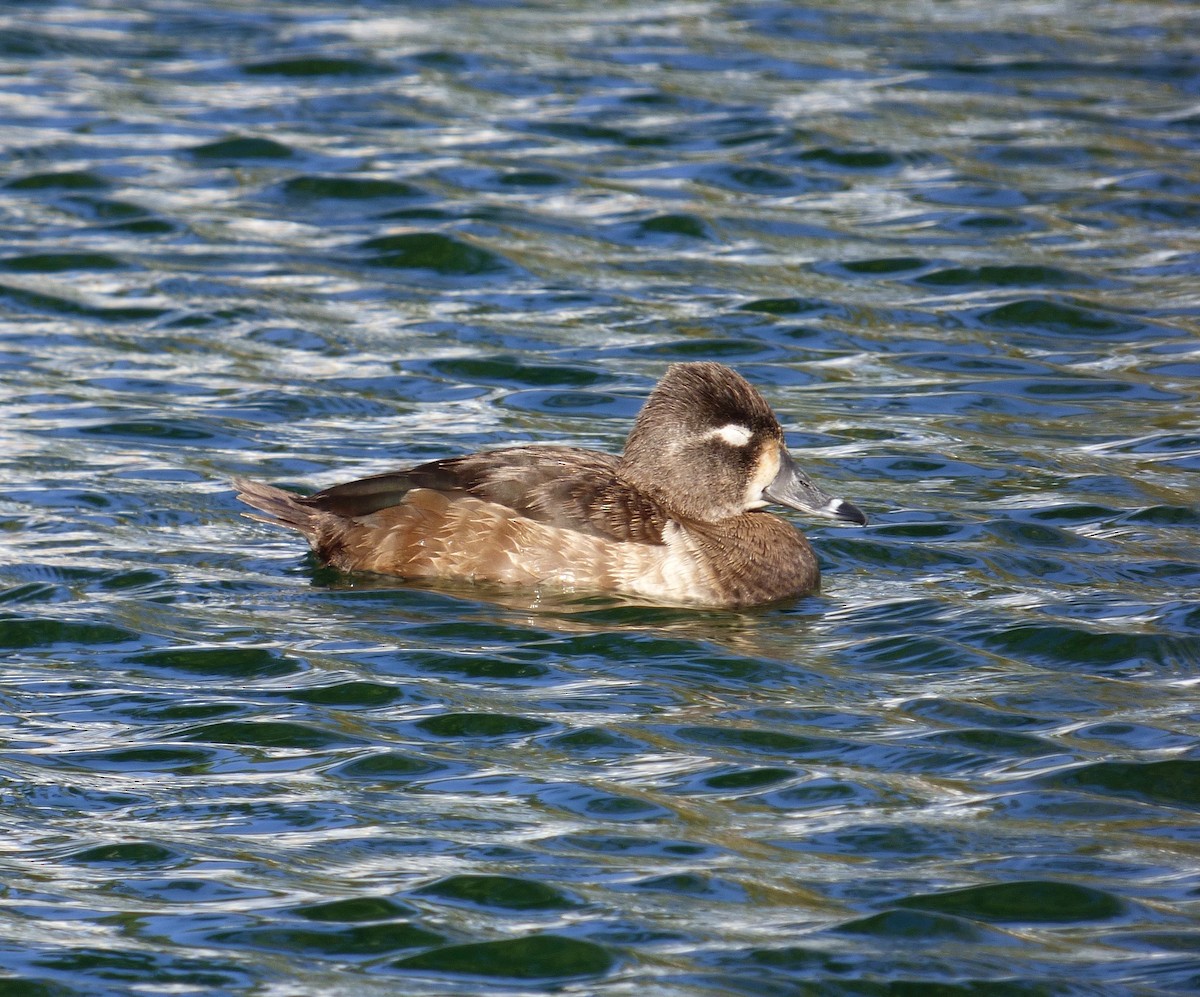 Ring-necked Duck - ML625648972