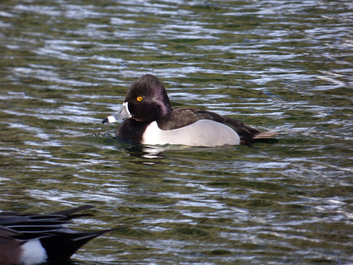 Ring-necked Duck - ML625648974