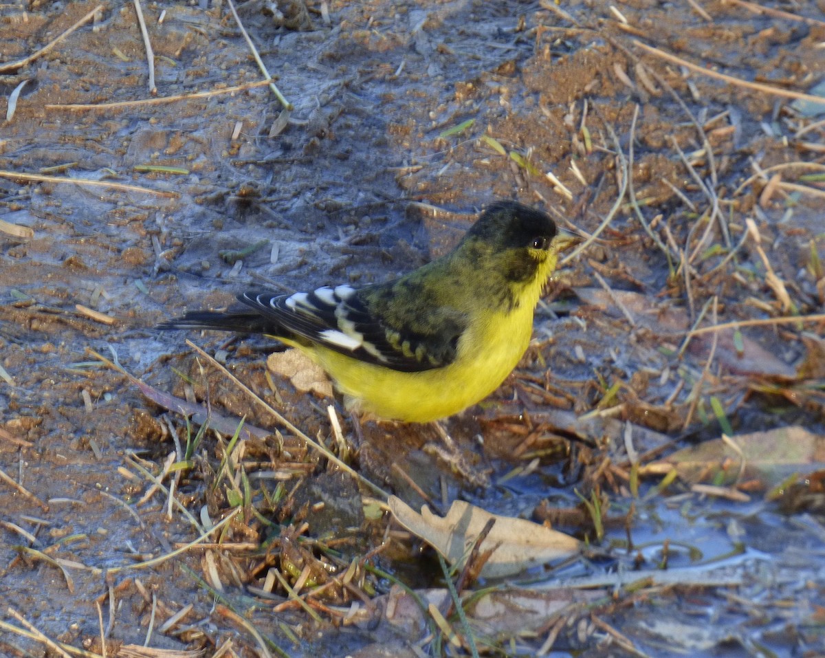 Lesser Goldfinch - ML625649019