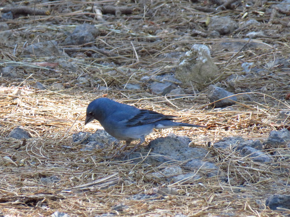 Tenerife Blue Chaffinch - ML625649493