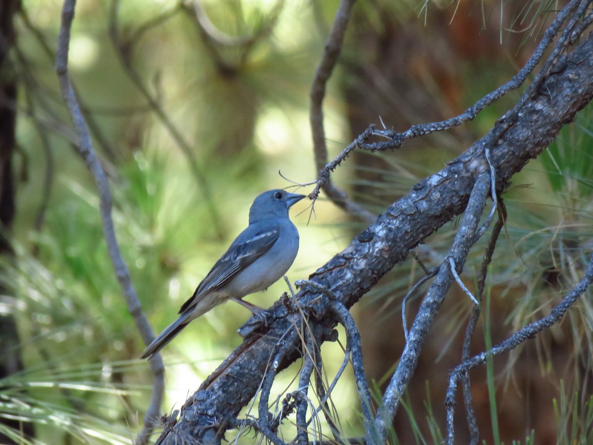 Tenerife Blue Chaffinch - ML625649494