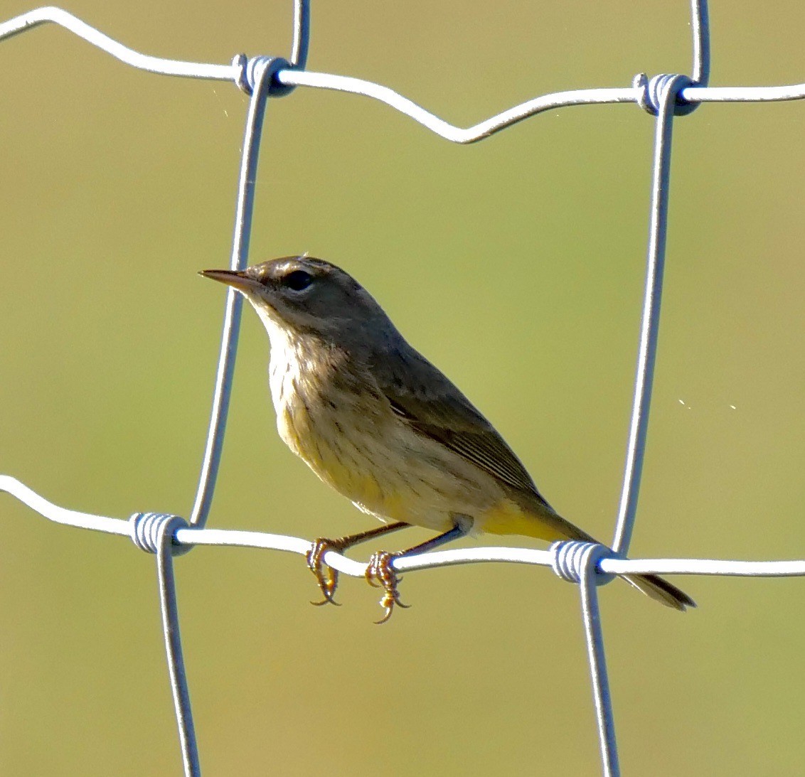 Palm Warbler - ML625649538