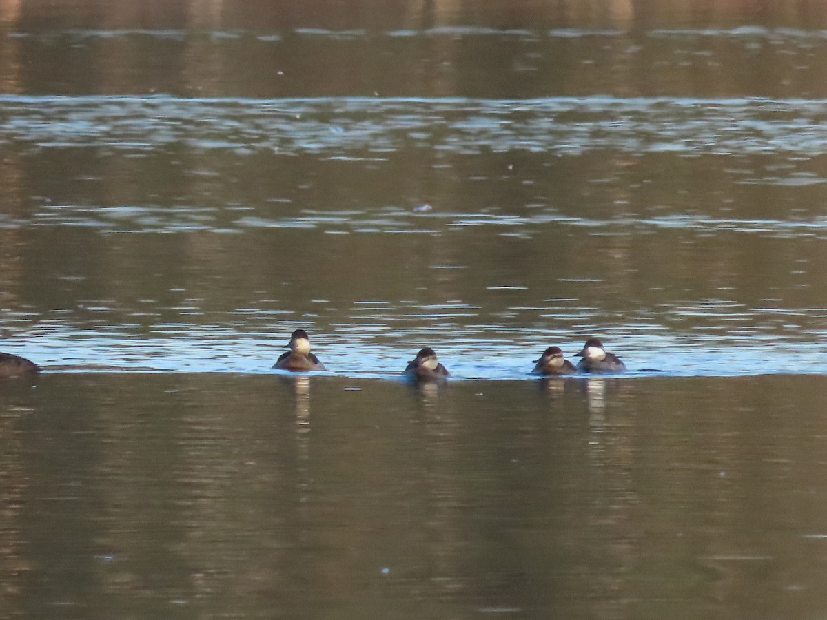 Ruddy Duck - ML625649590