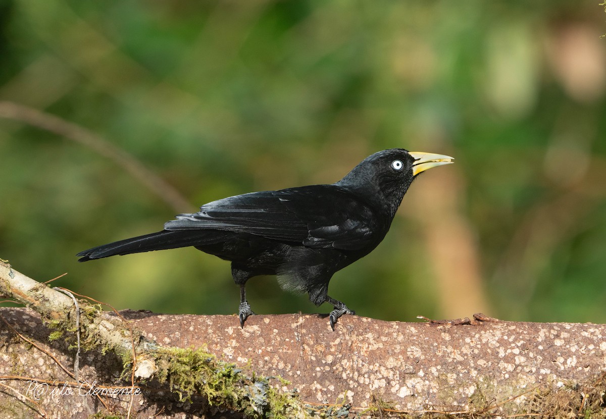 Scarlet-rumped Cacique - ML625649606