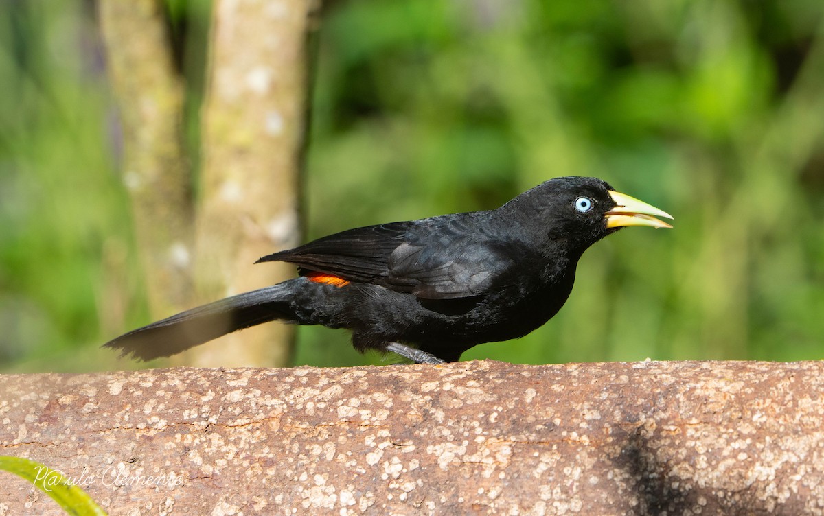 Scarlet-rumped Cacique - ML625649607