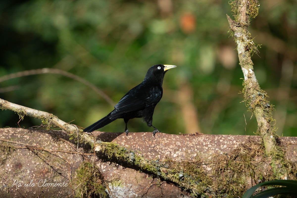 Scarlet-rumped Cacique - ML625649608