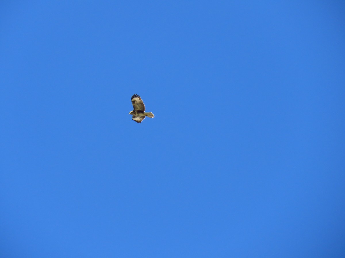 Common Buzzard (Canary Is.) - ML625649636