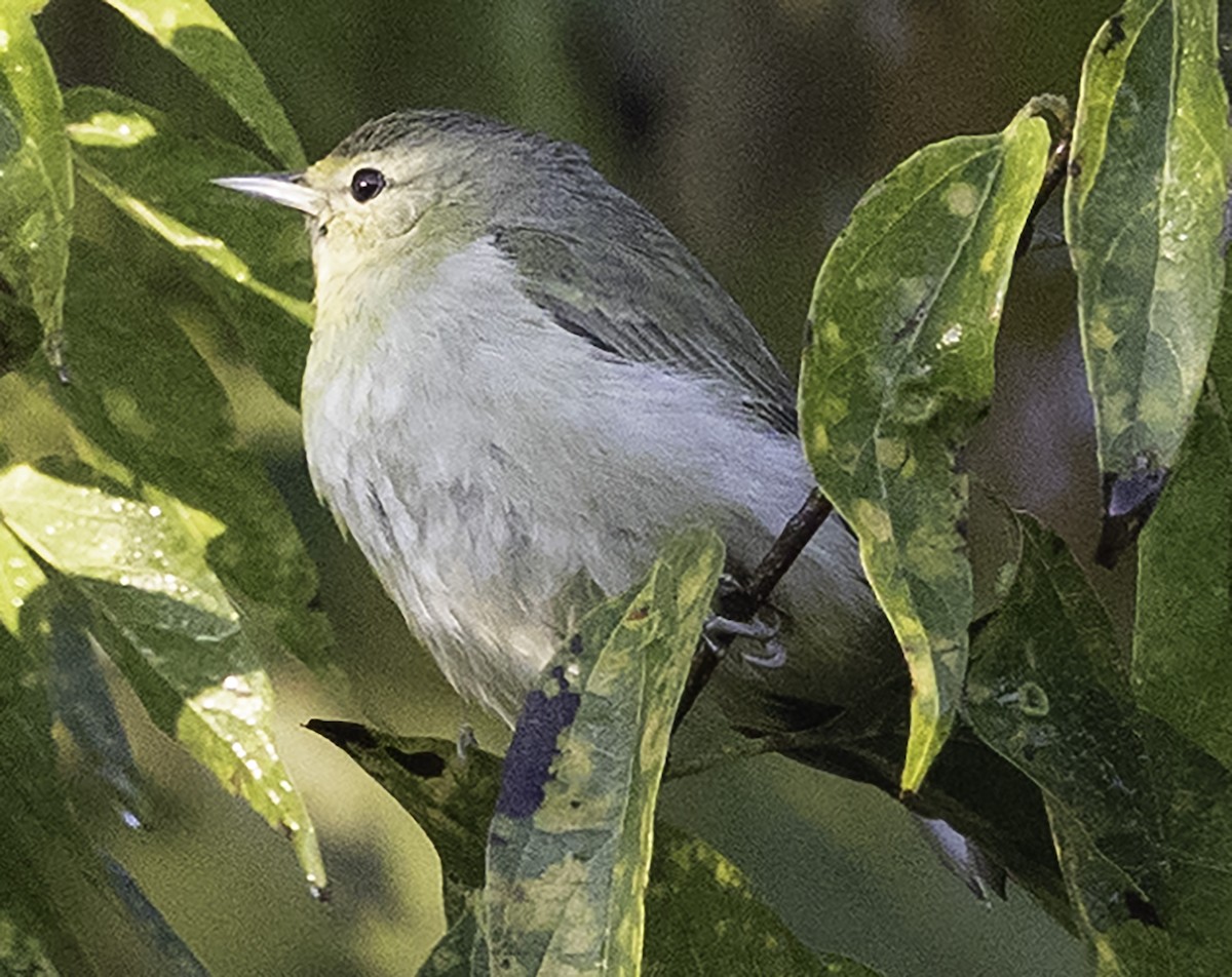 Tennessee Warbler - ML625649845
