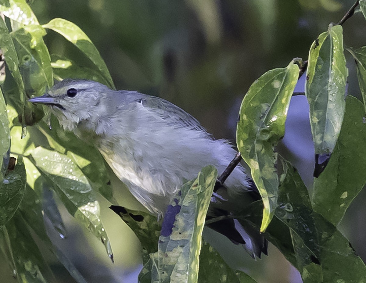 Tennessee Warbler - ML625649846