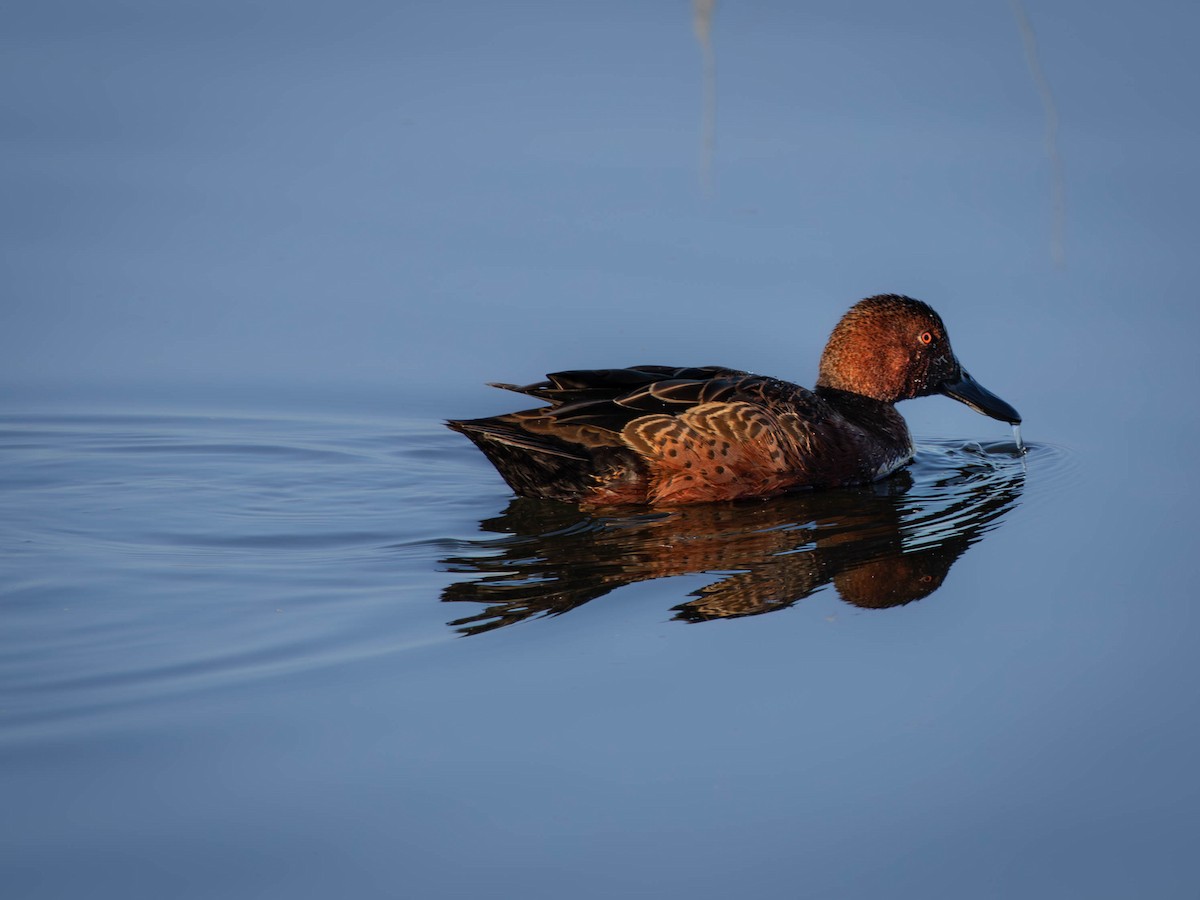 Cinnamon Teal - ML625650037