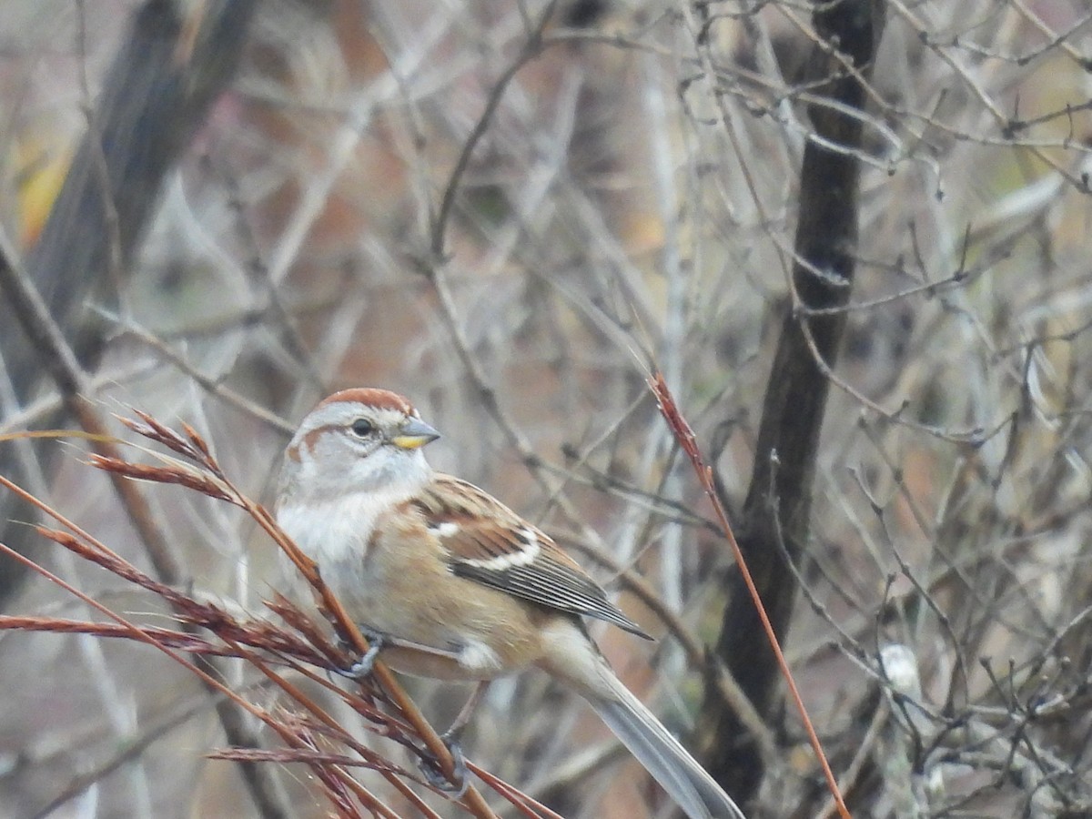 American Tree Sparrow - ML625650105
