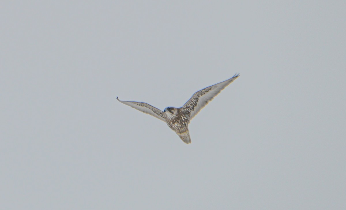 Gyrfalcon - ML625650123