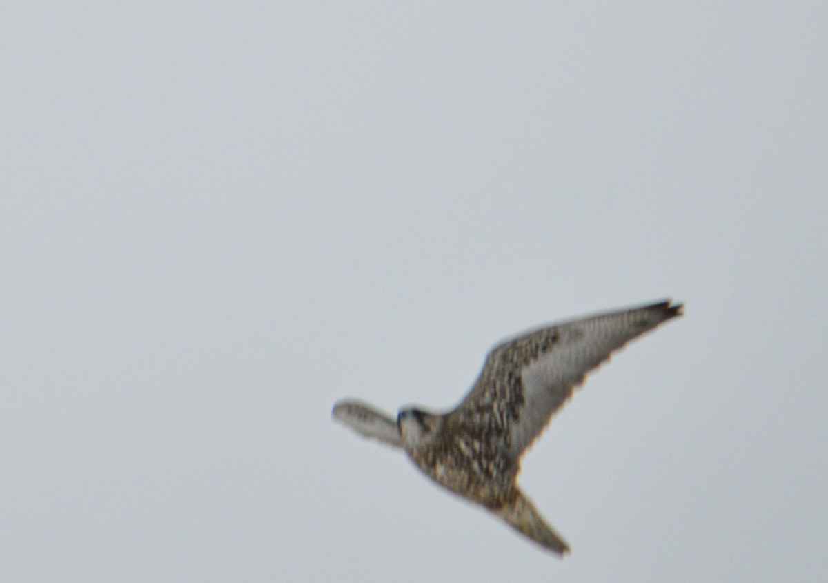 Gyrfalcon - ML625650126