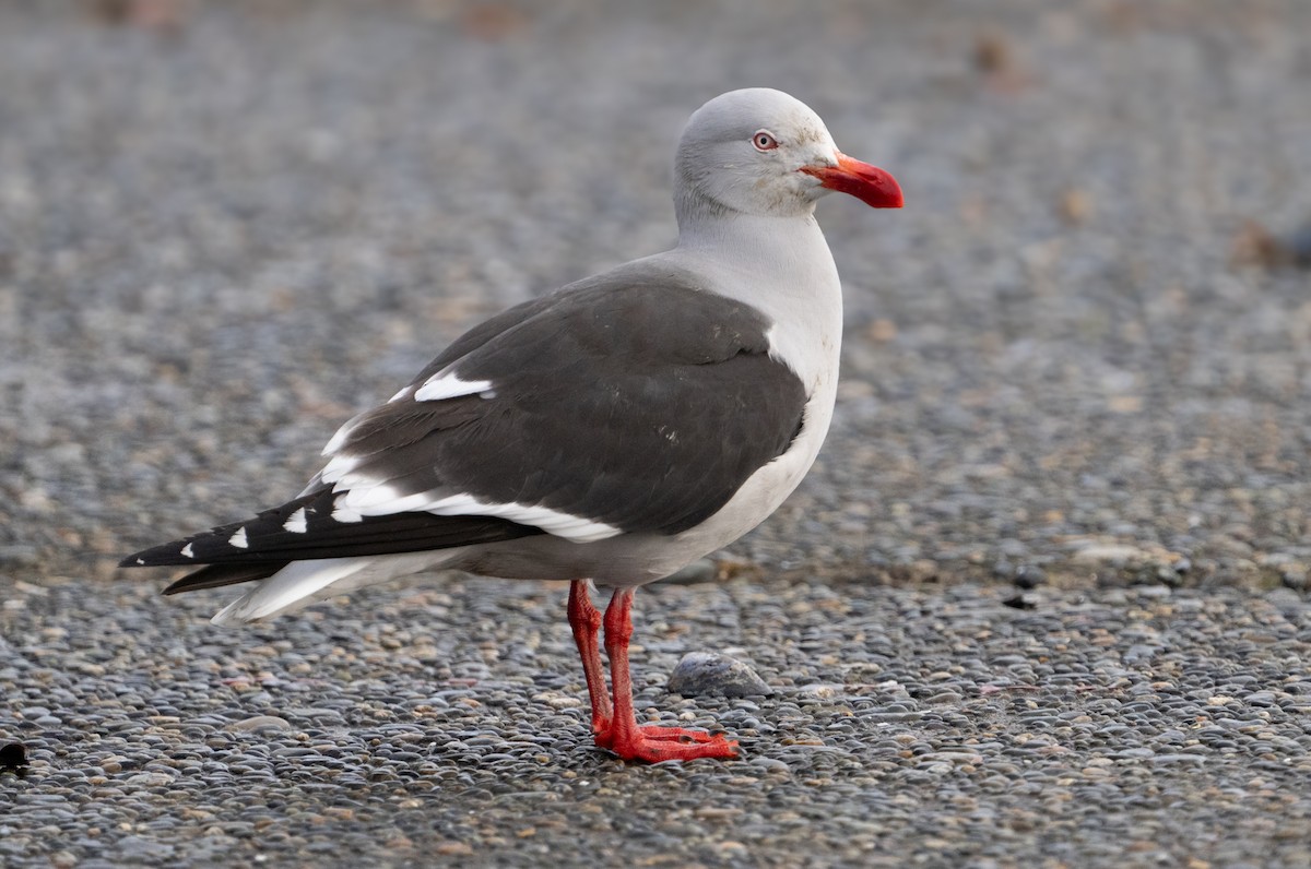 Dolphin Gull - ML625650394