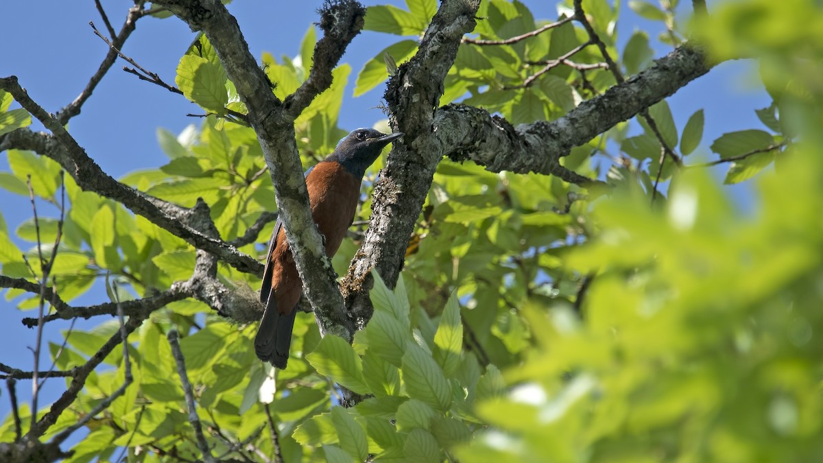 Chestnut-bellied Rock-Thrush - ML625650605