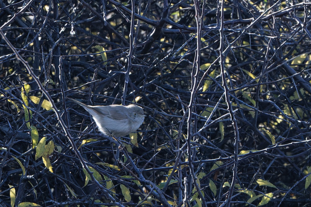 סבכי מדבר - ML625650607