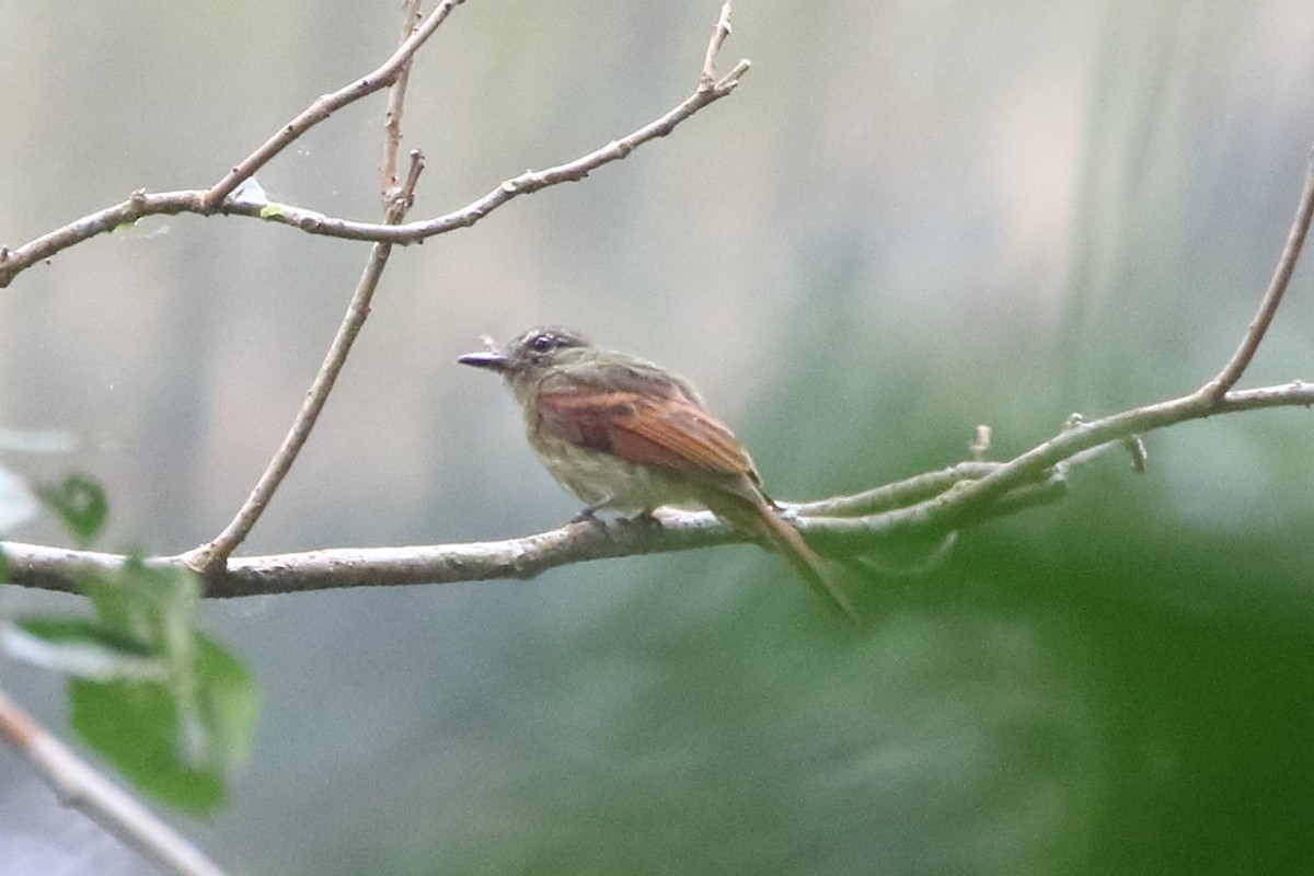 Rufous-tailed Flatbill - ML625650684