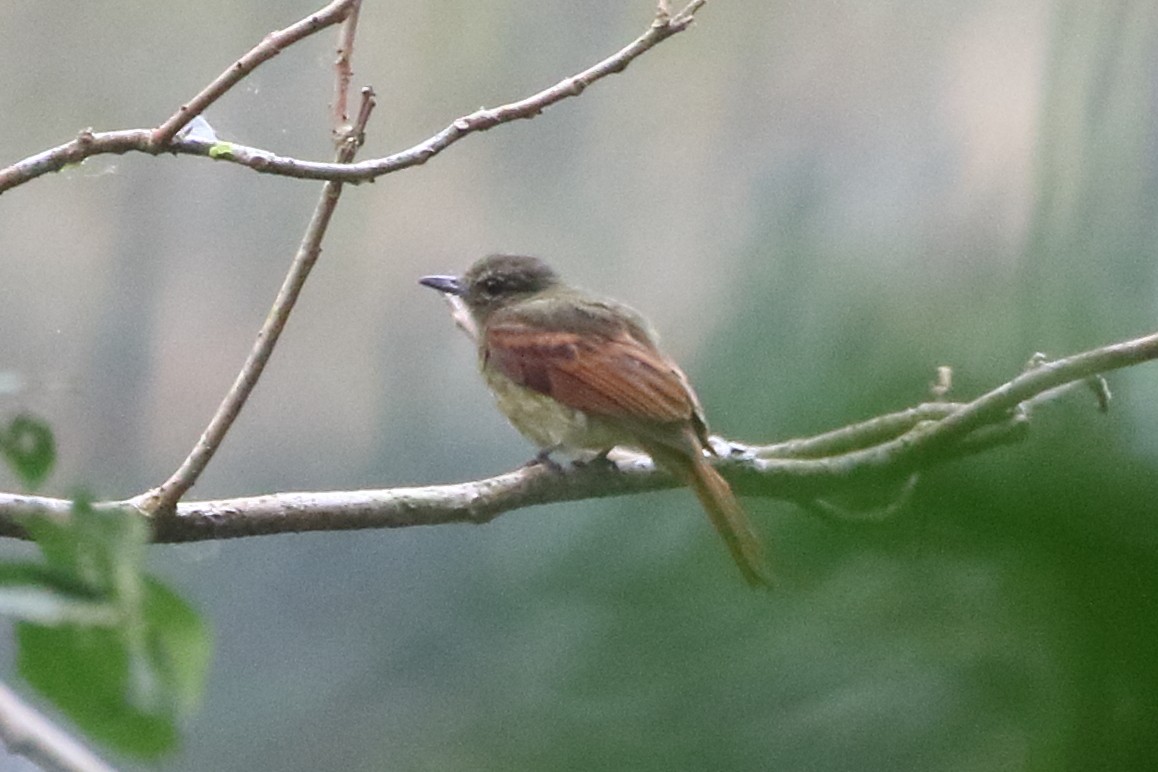 Rufous-tailed Flatbill - ML625650685