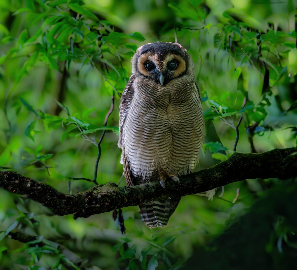 Brown Wood-Owl - ML625650871