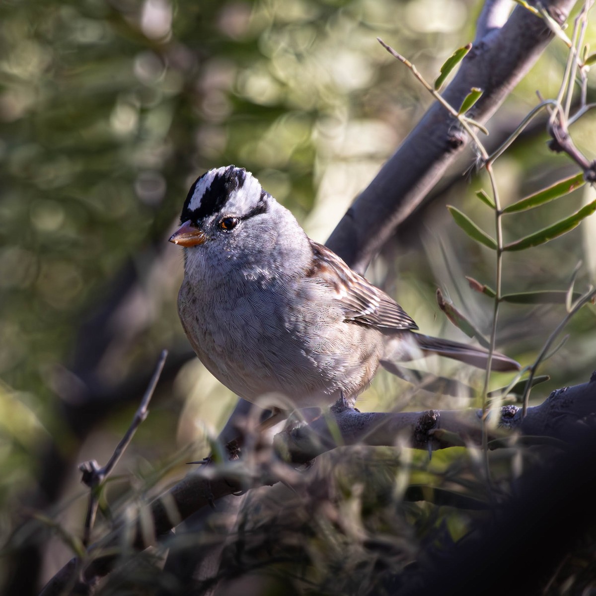 White-crowned Sparrow - ML625650961