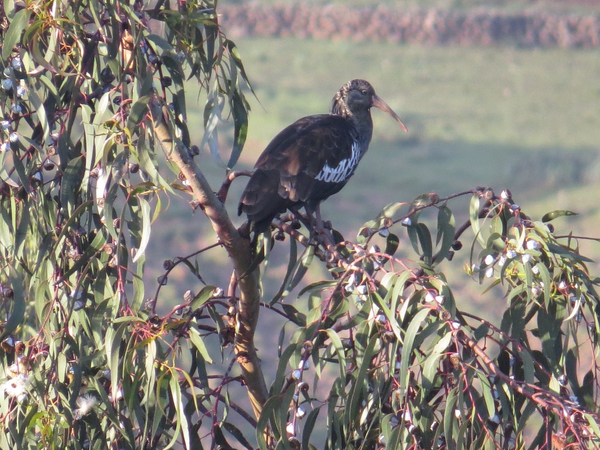 Wattled Ibis - ML625651068