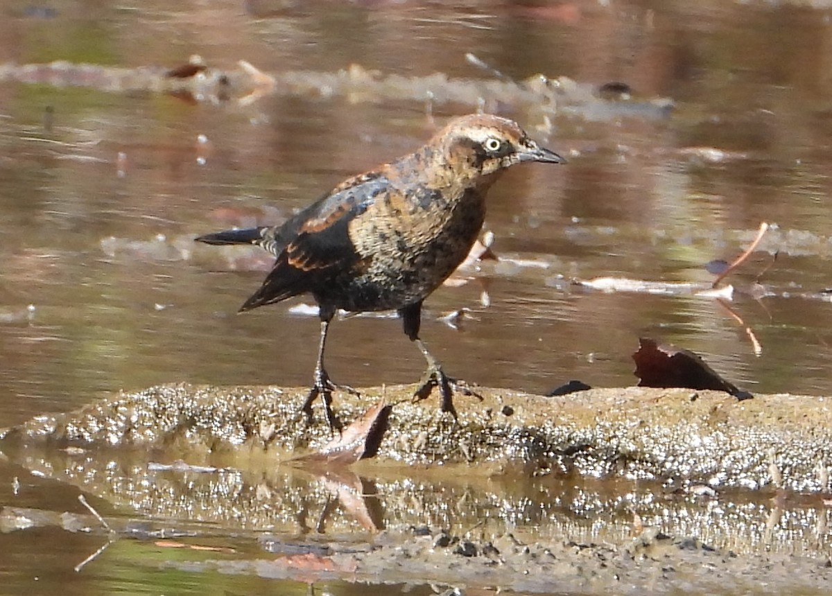 Rusty Blackbird - ML625651107
