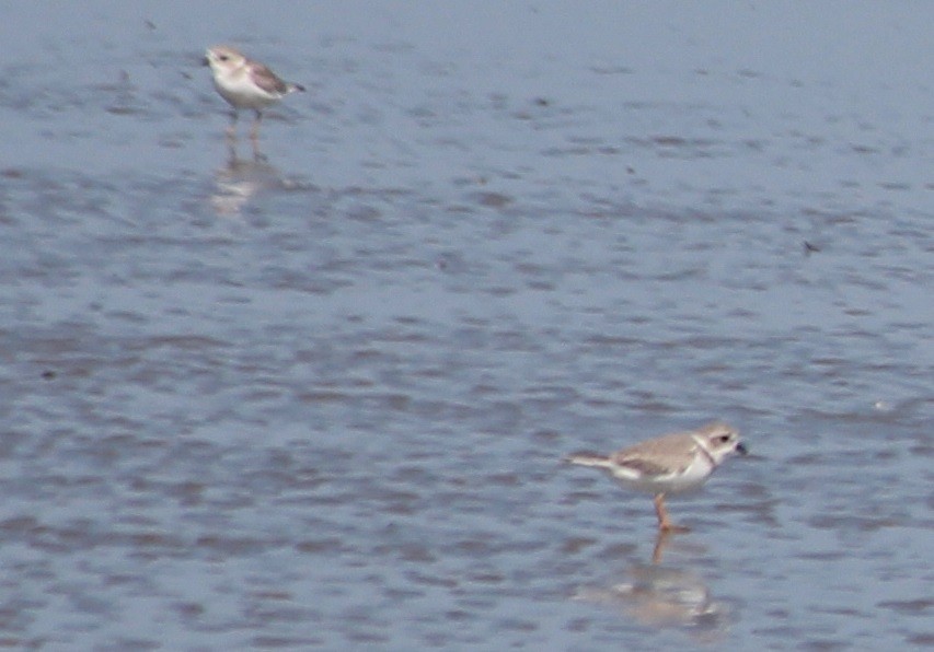 Piping Plover - ML625651127