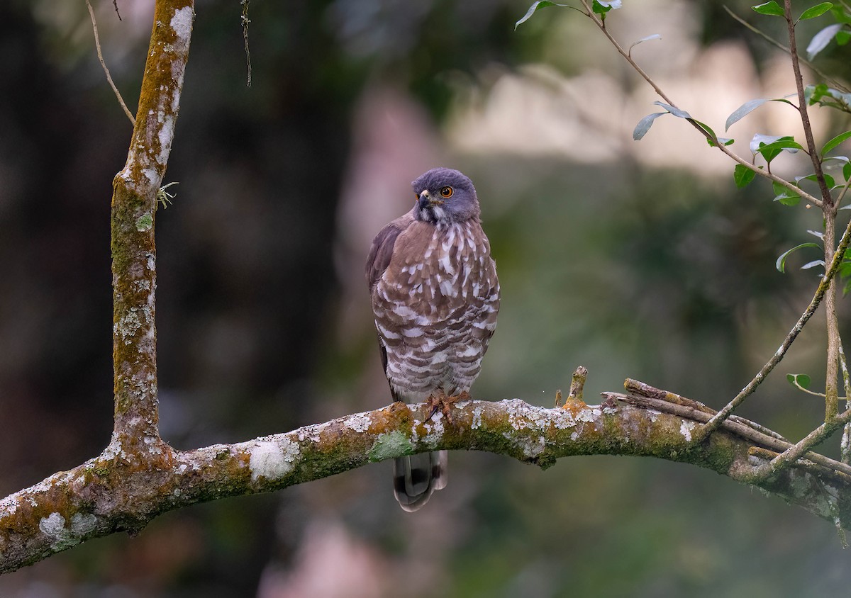 Crested Goshawk - ML625651137