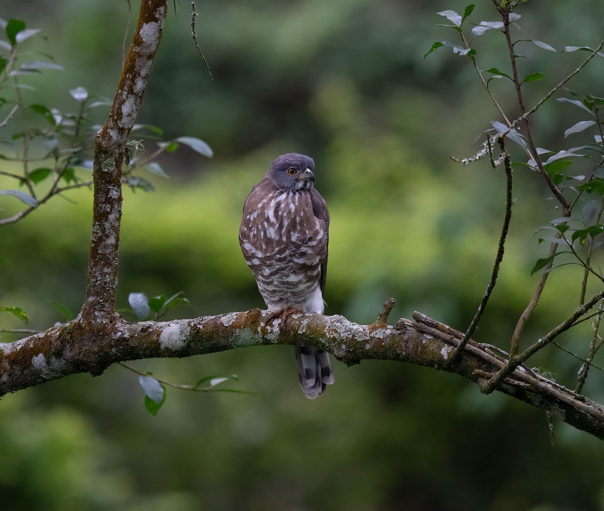 Crested Goshawk - ML625651138