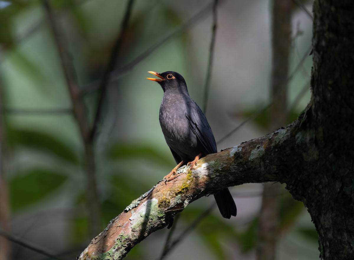 Indian Blackbird - ML625651148