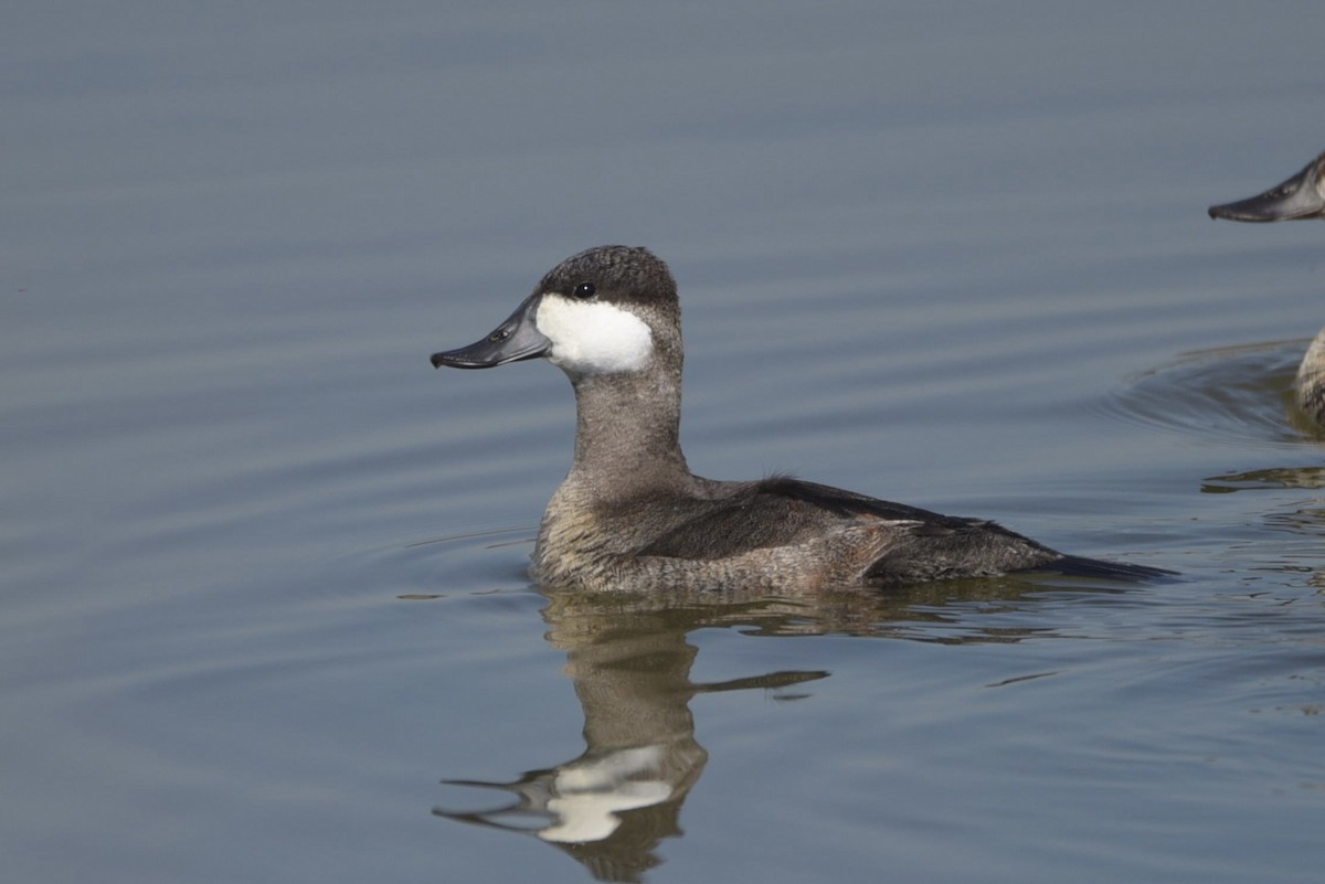 Ruddy Duck - ML625651244