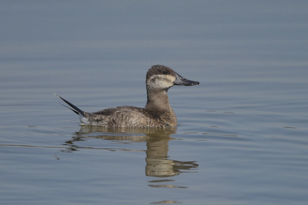 Ruddy Duck - ML625651245