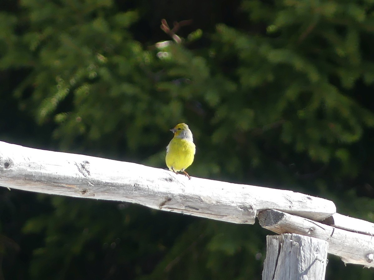 Citril Finch - ML625651272