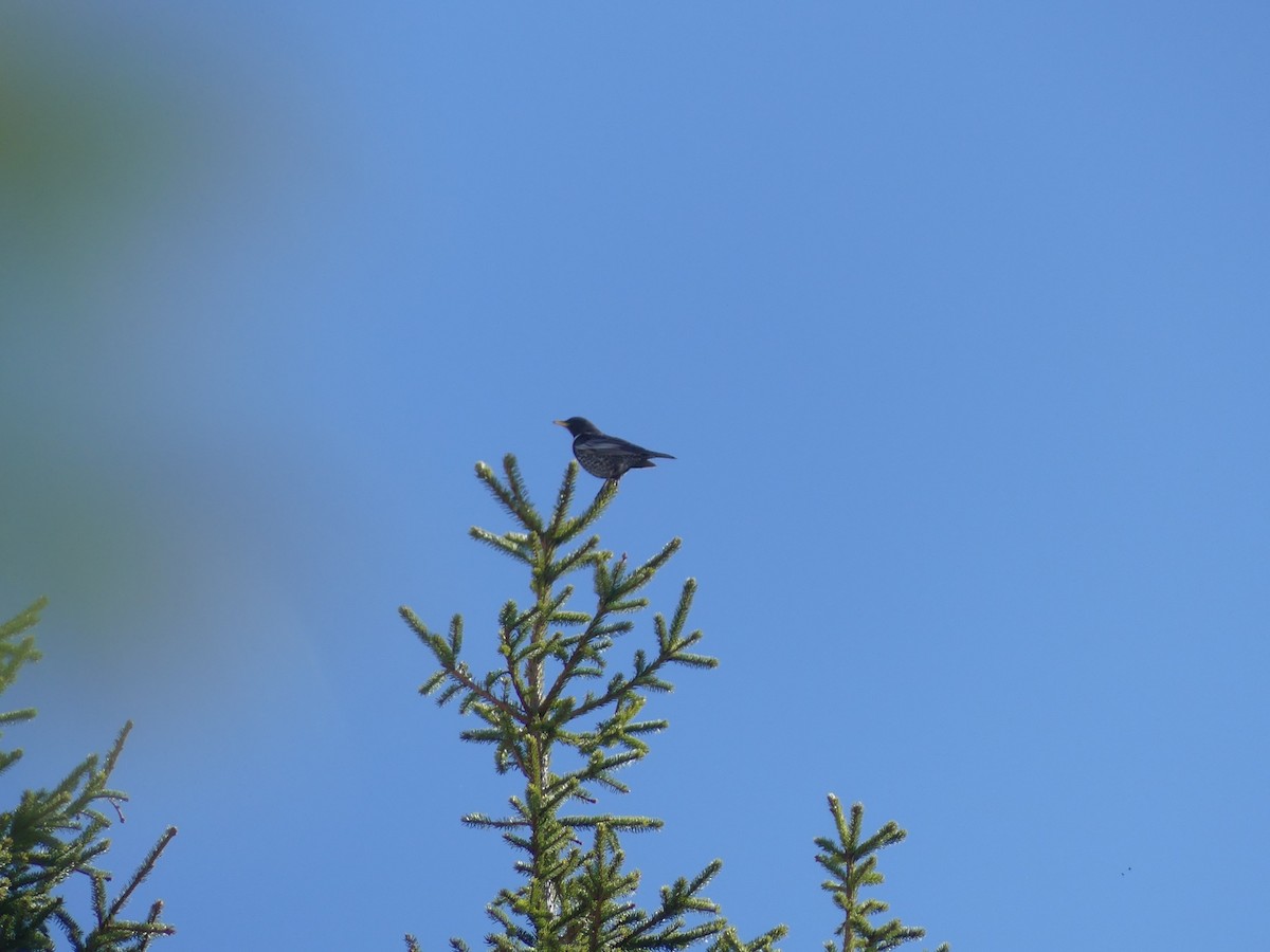 Ring Ouzel - ML625651313