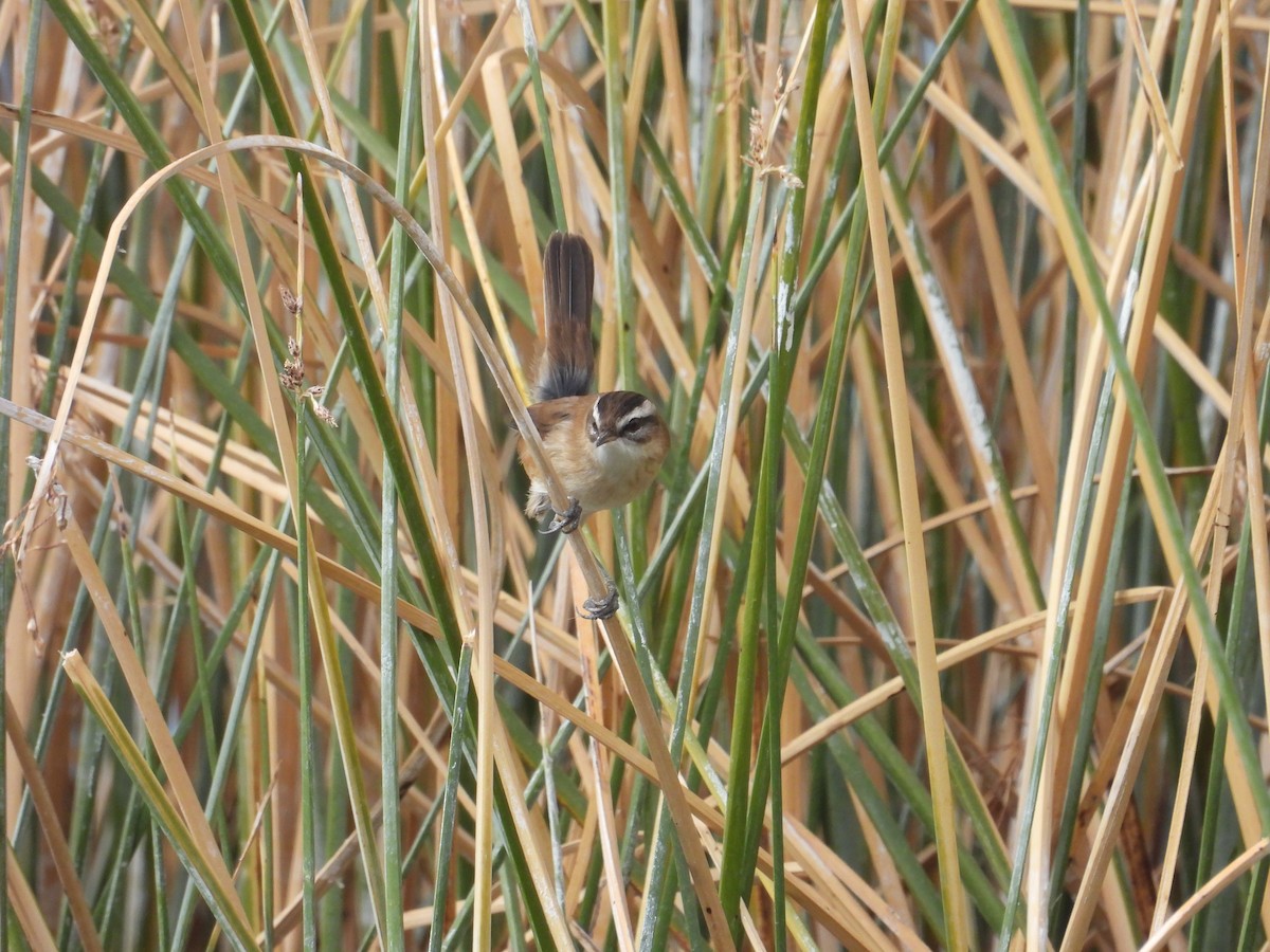 Moustached Warbler - ML625651314