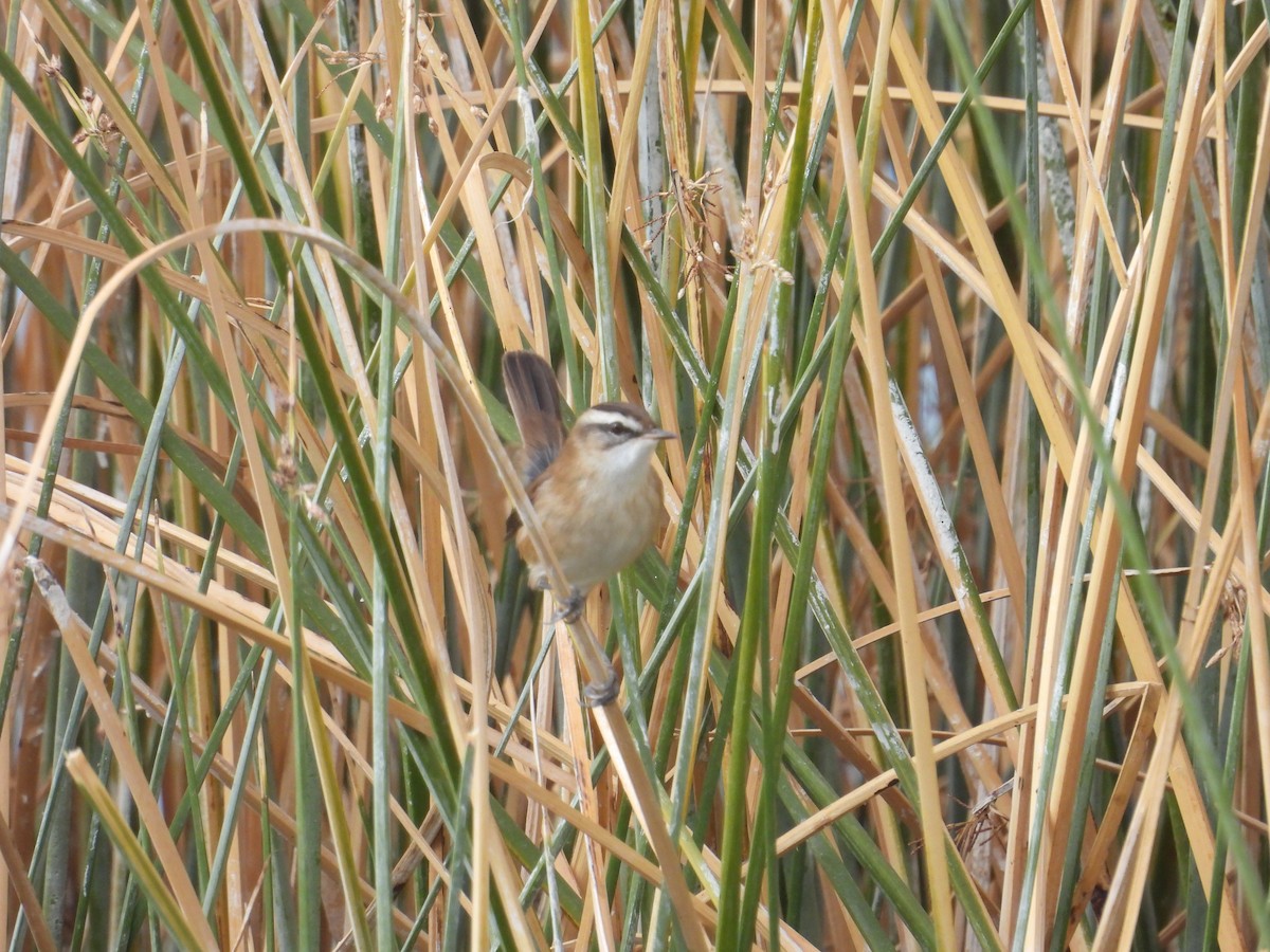 Moustached Warbler - ML625651315