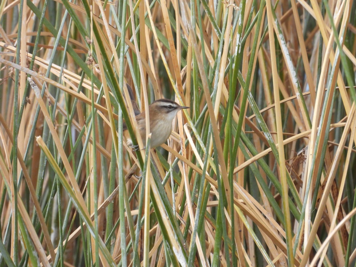 Moustached Warbler - ML625651316