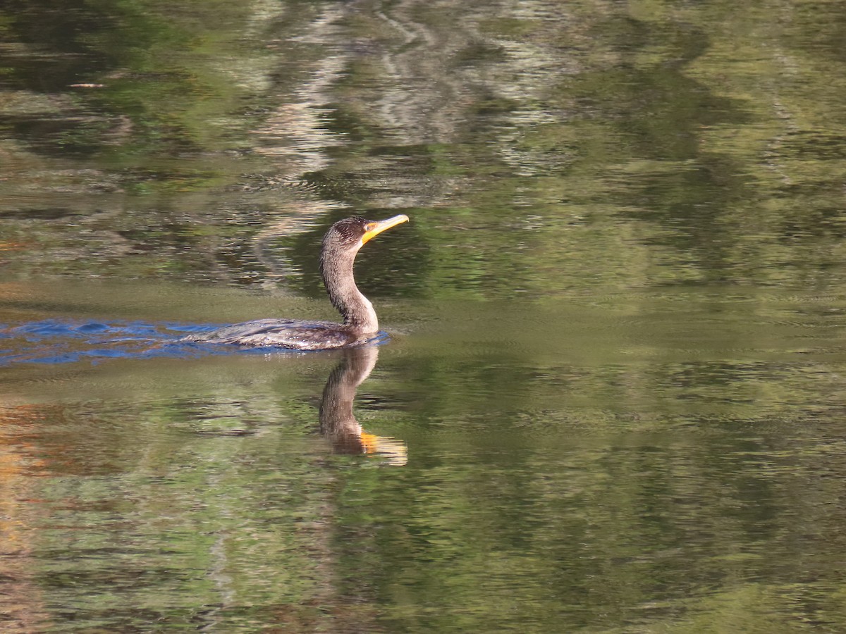 Double-crested Cormorant - ML625651352
