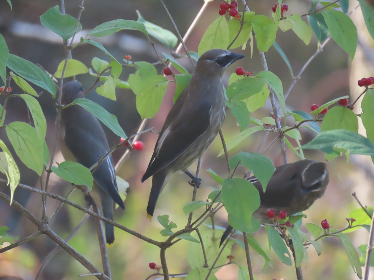 Cedar Waxwing - ML625651371