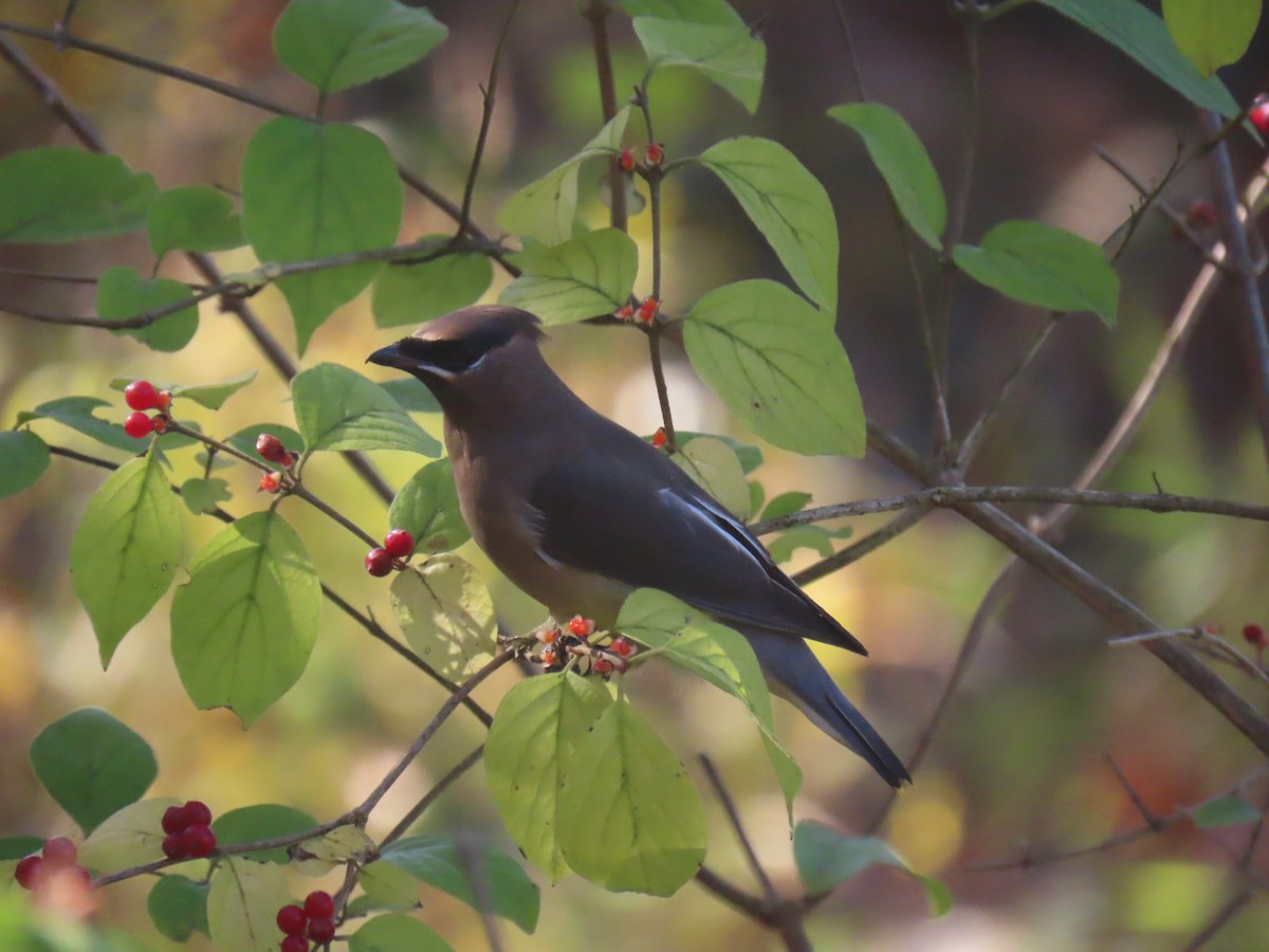 Cedar Waxwing - ML625651376