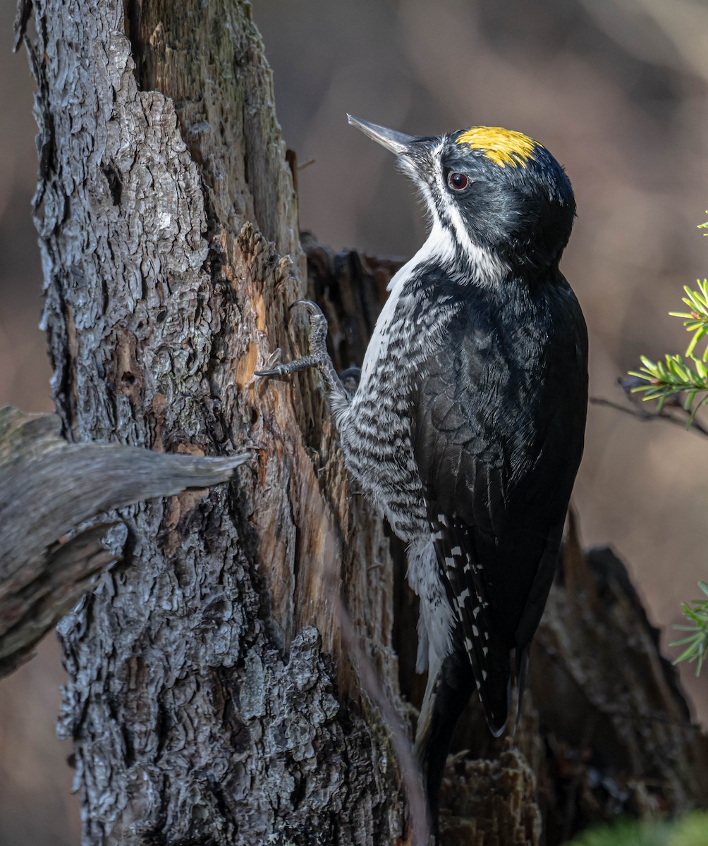 Black-backed Woodpecker - ML625651399