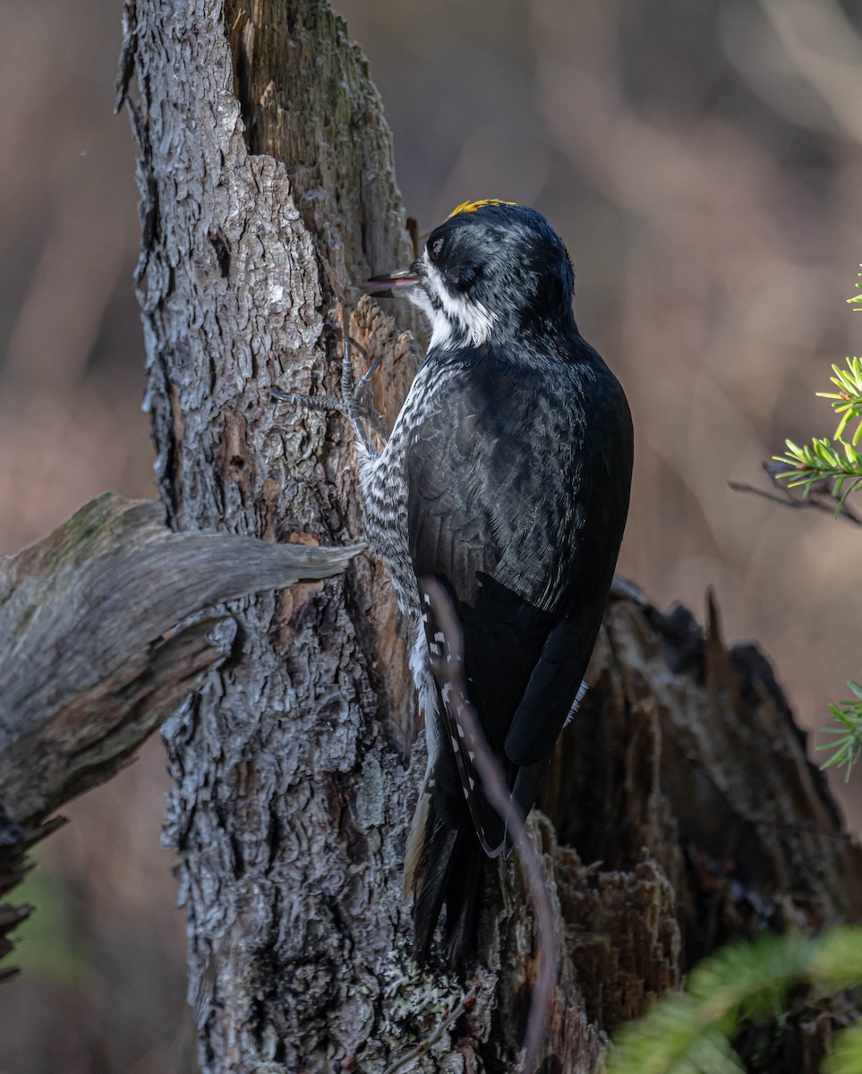 Black-backed Woodpecker - ML625651400