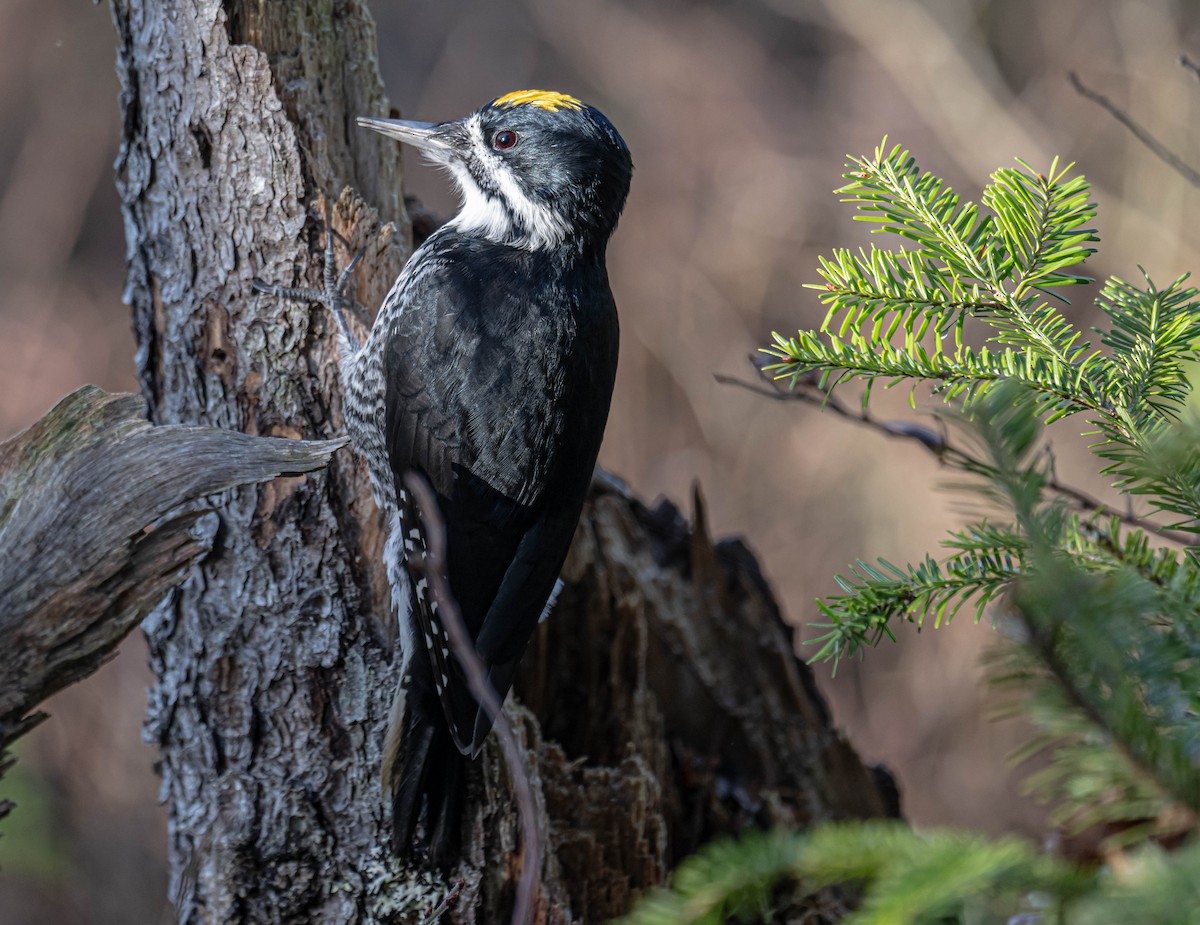 Black-backed Woodpecker - ML625651401